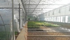 一種蘋果組培苗的瓶外生根方法